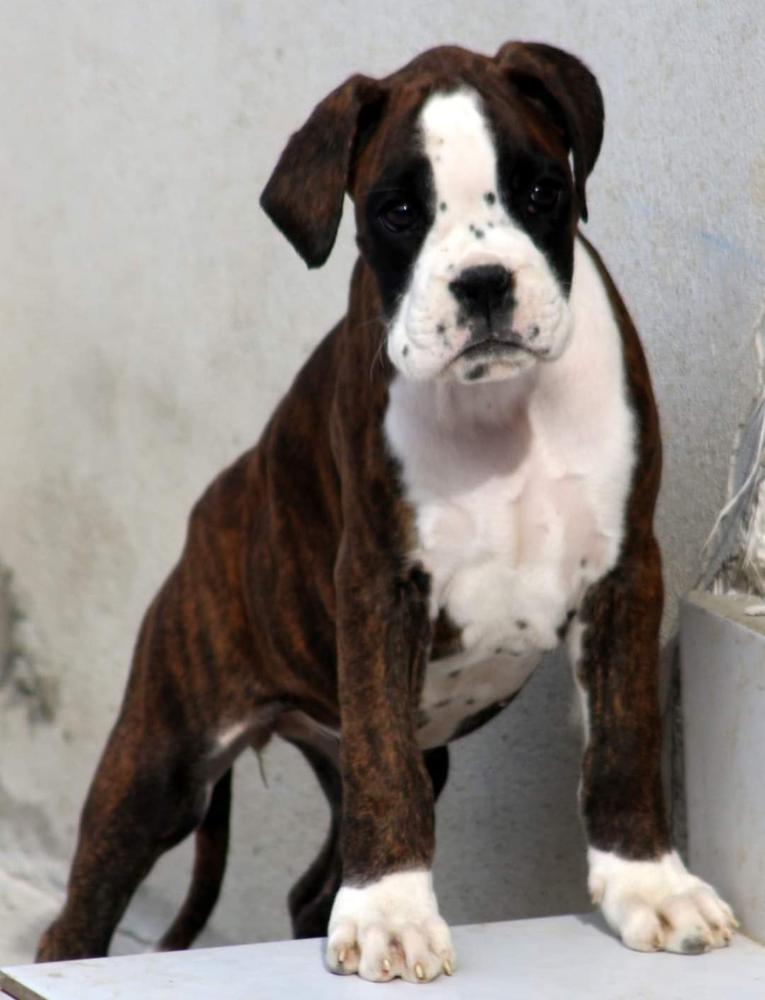 Lorellay Valahus Kennel