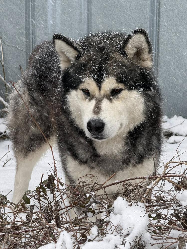 Wayeh-Mystic Last Guardian of Rockin Maples