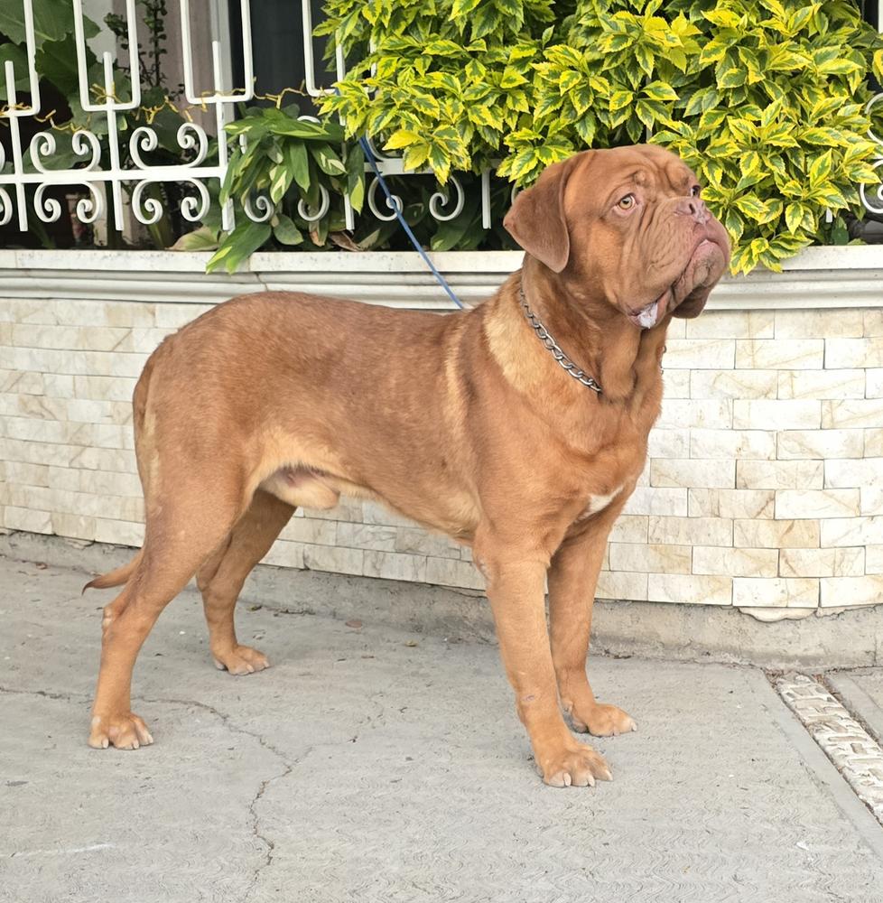 Zeus Gómora SM
