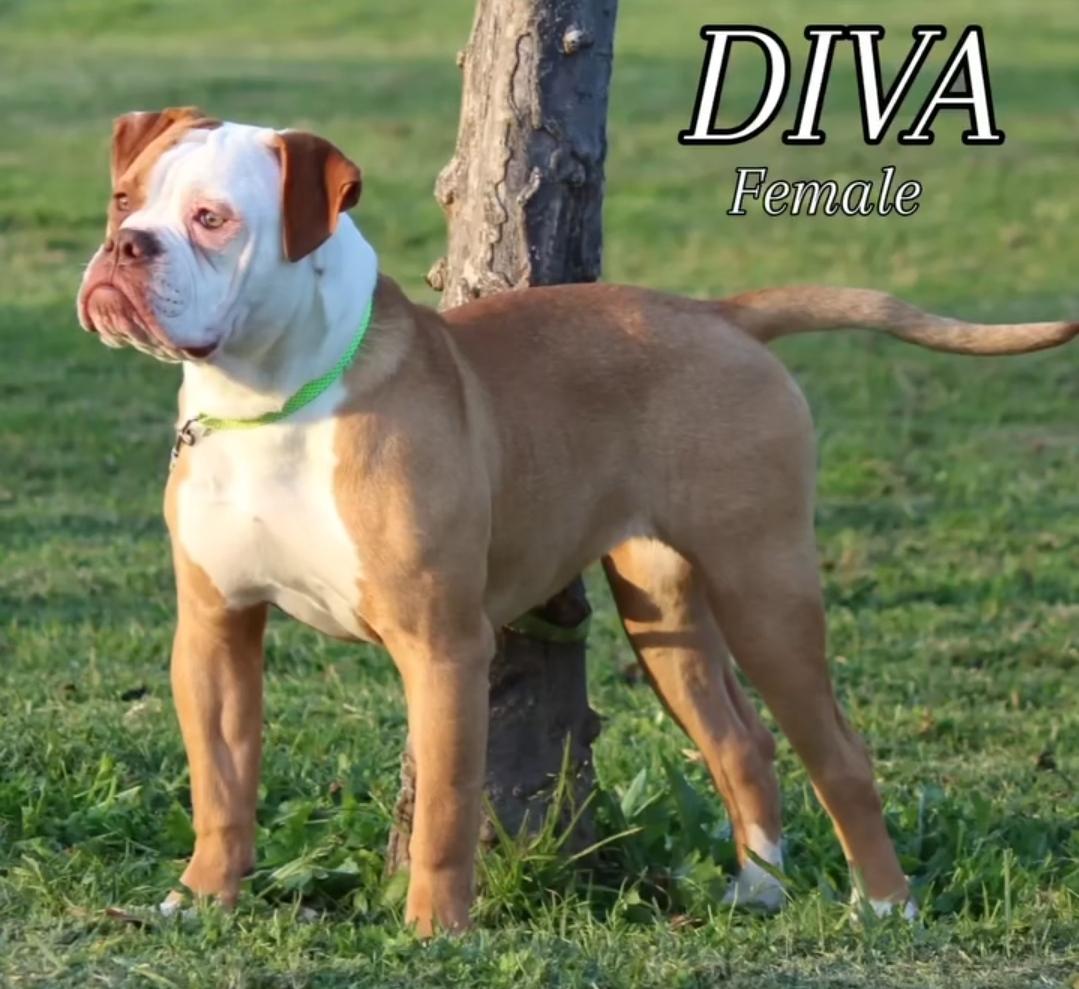 STRONGBULLS DIVA