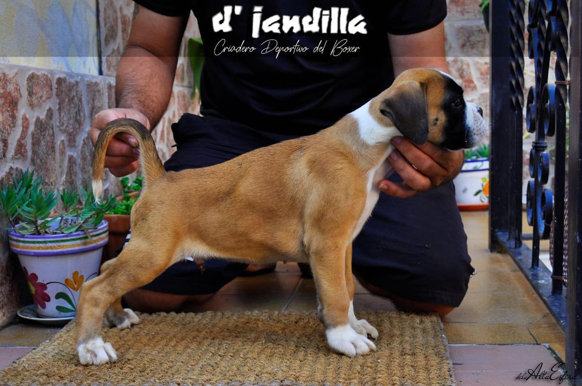 Gento d'Jandilla
