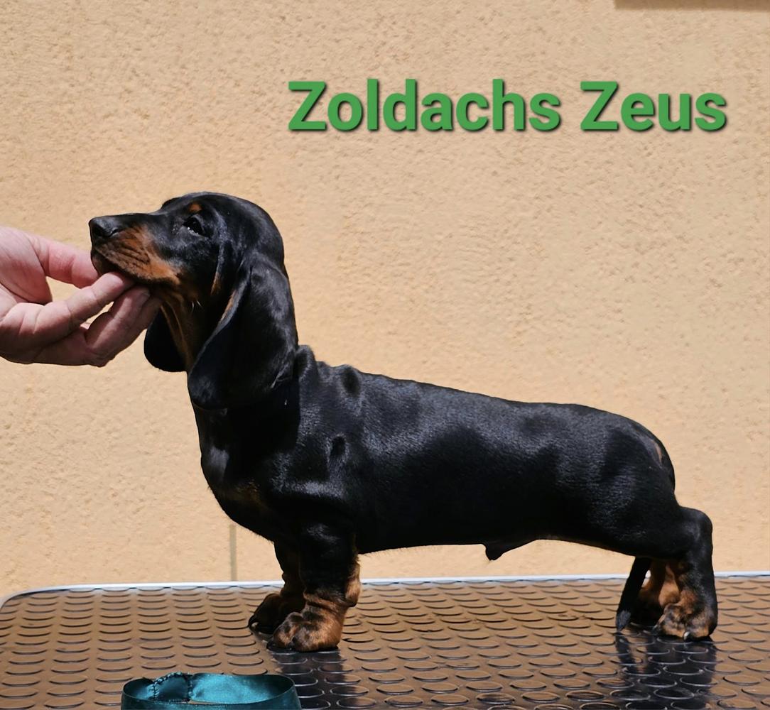 ZOLDACHS ZEUS