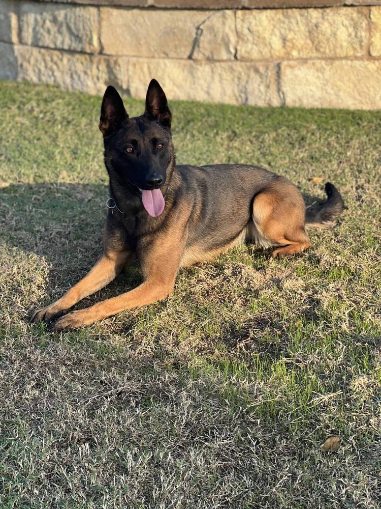 BRK9 Licensed to Kill
