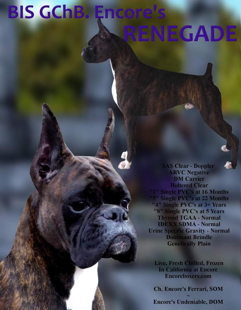 Encore's Renegade