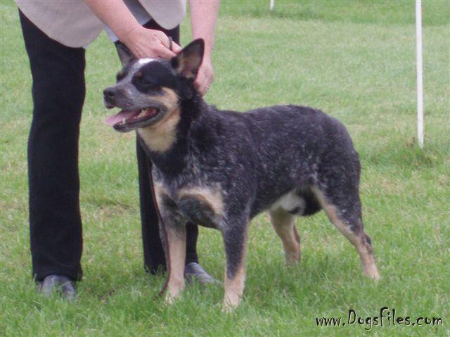 Mudgee Blue Yarraman