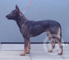 Nicky (Granado)