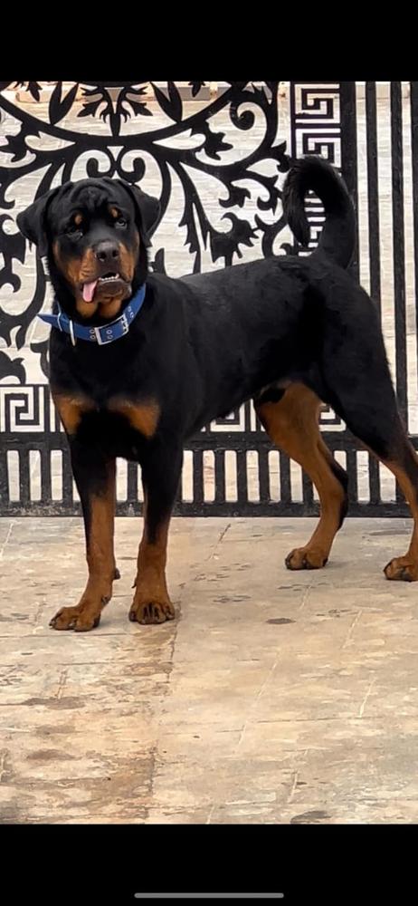 Jimmy Vh Elvis o kennel