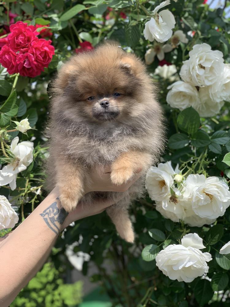 RAVONNA MIDNIGHT ROSE IZ DOMA MUROMTSA