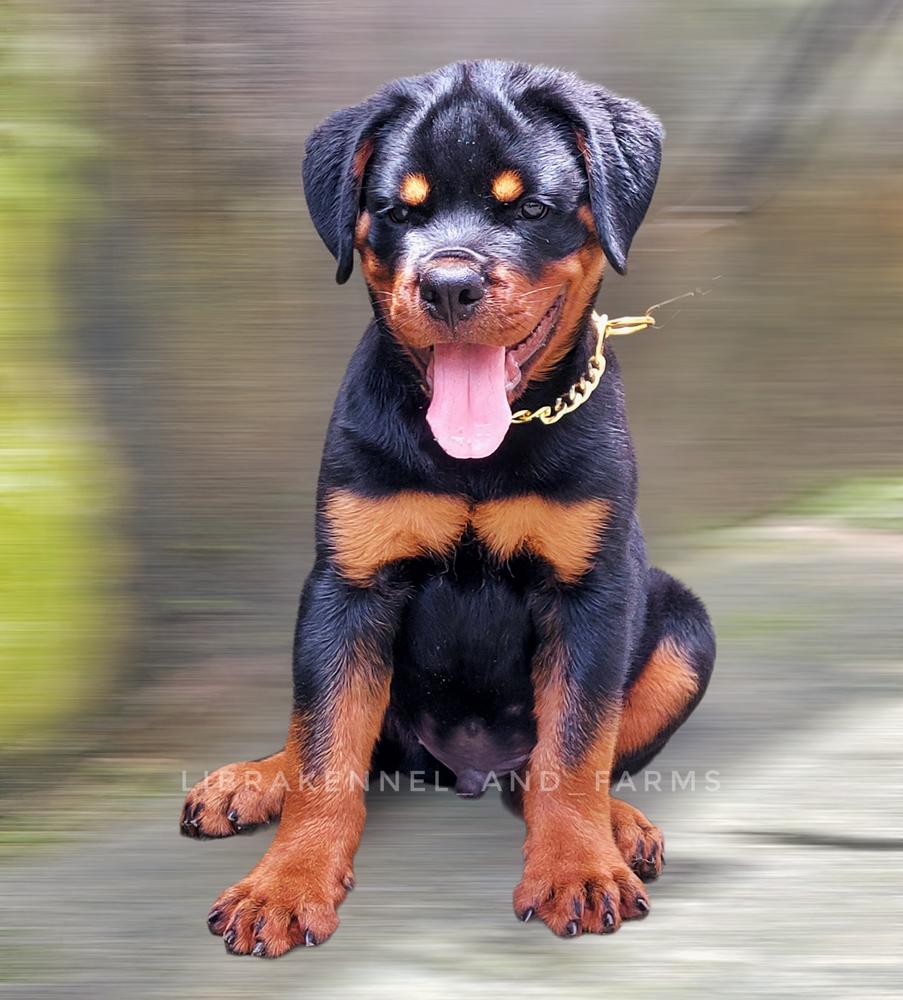BRUNO VOM LIBRAKENNEL (LK)