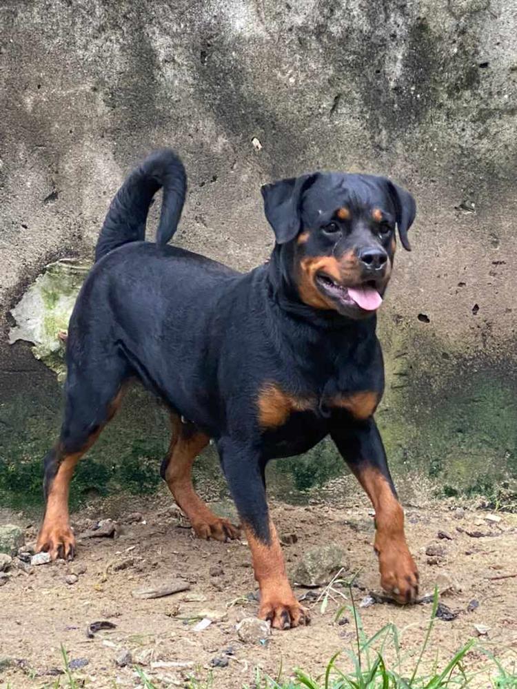 Peejay kennel Aliza