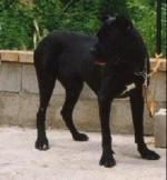 Egar (1995)( AG96L7514)