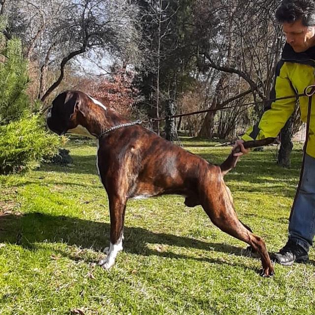 GABRIEL TADEASH Fender Edda