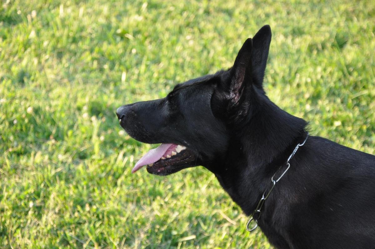 Kimba (Miller)