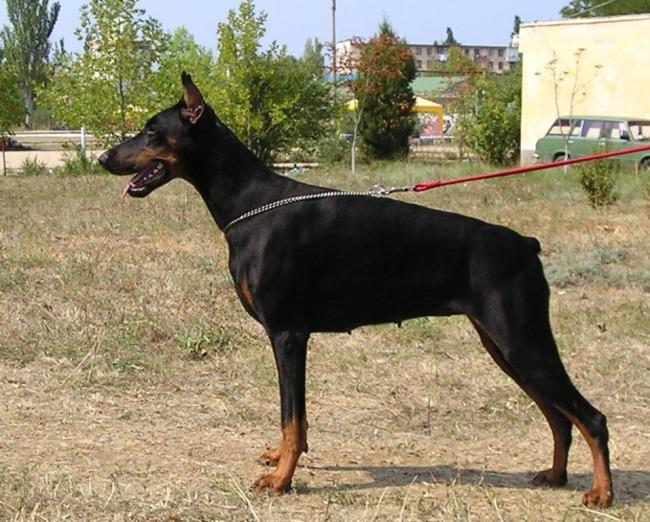 Ak-Yar Raymonda
