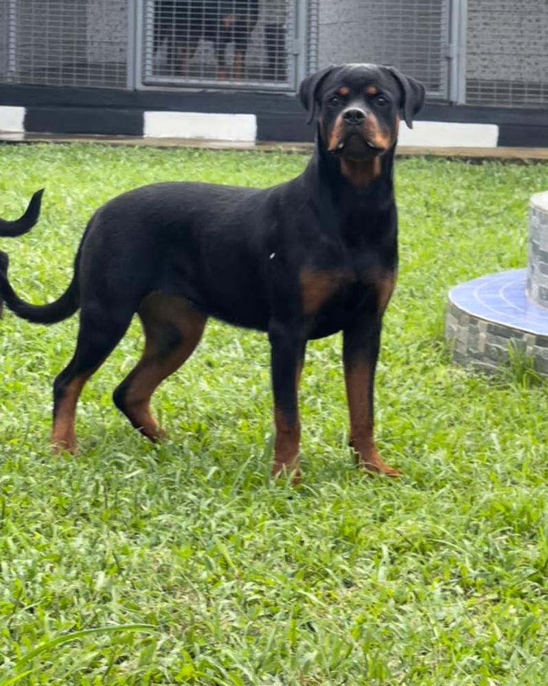 Creekline’s Inka