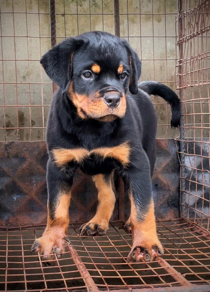 Bullet vom omosky kennel