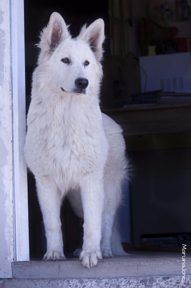 WARRIOR MIKASA Mountain Wolves