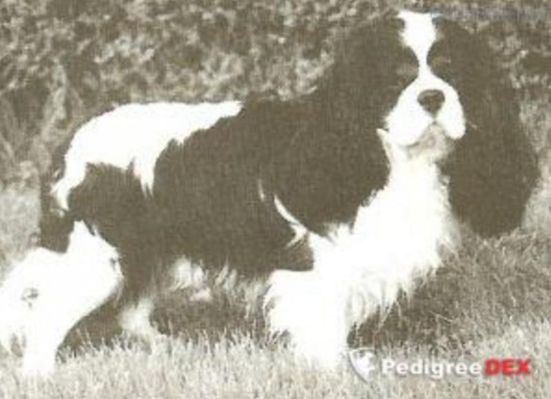 LENON DE LA FIEFFE AU SONGEUR