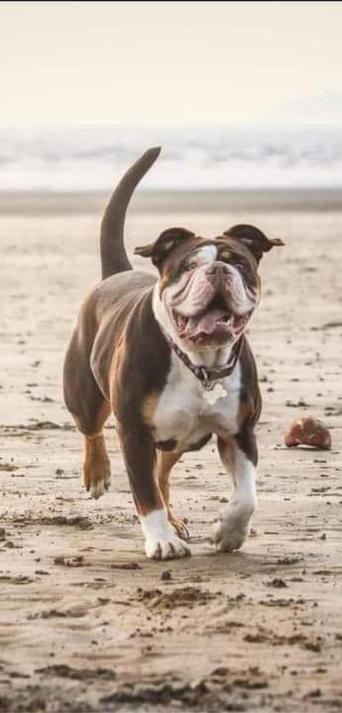 Bettyboo
