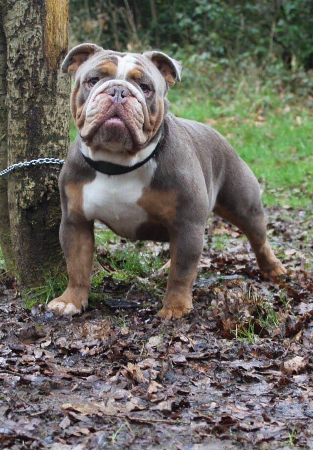 Wmb’s Brucey Boy