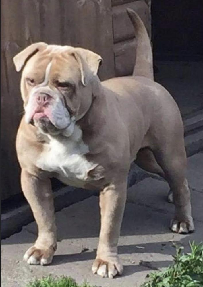 BigBonedBully’s Levi of Hojas Bullies