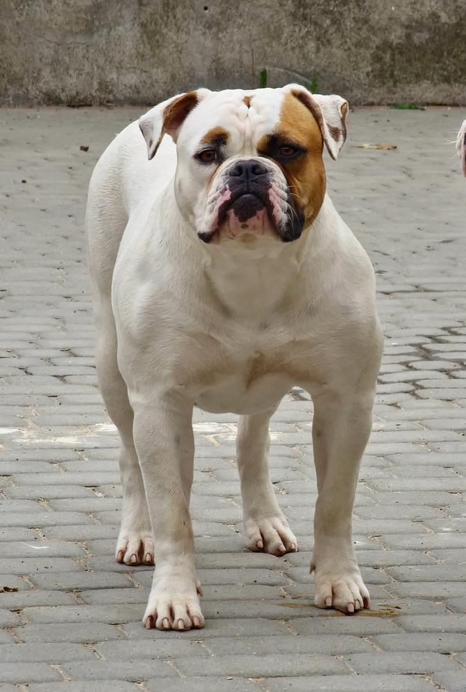Tegerabulls Giria