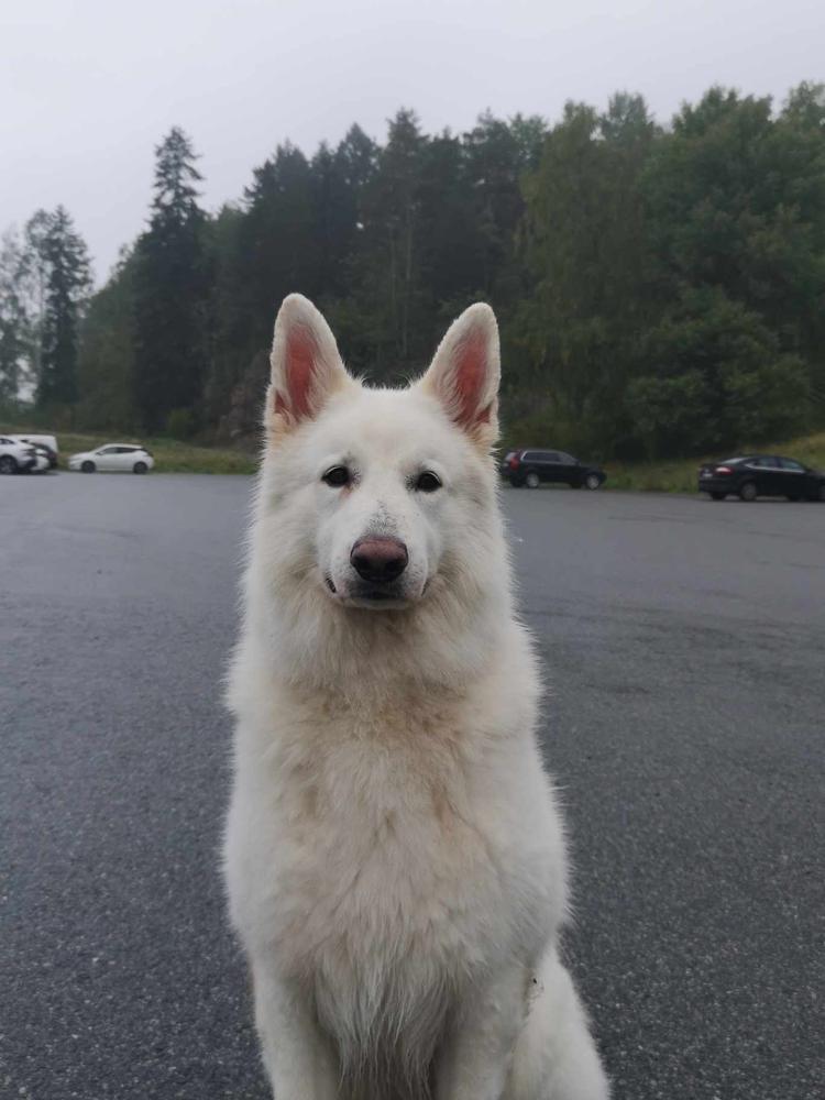 Buck of White Wolf Dream