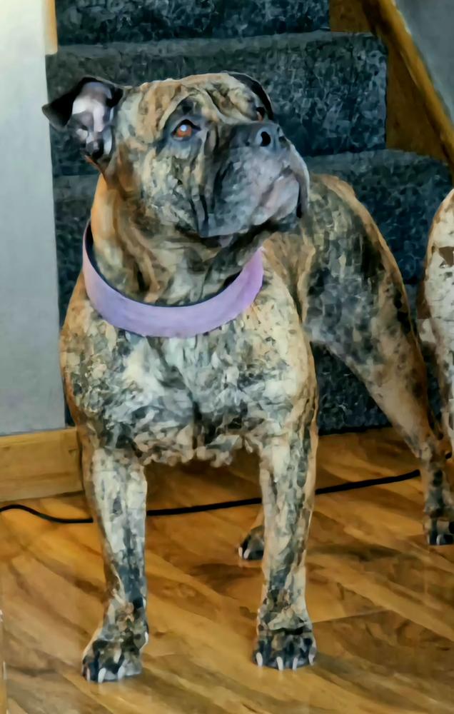Manchesters' Dottie