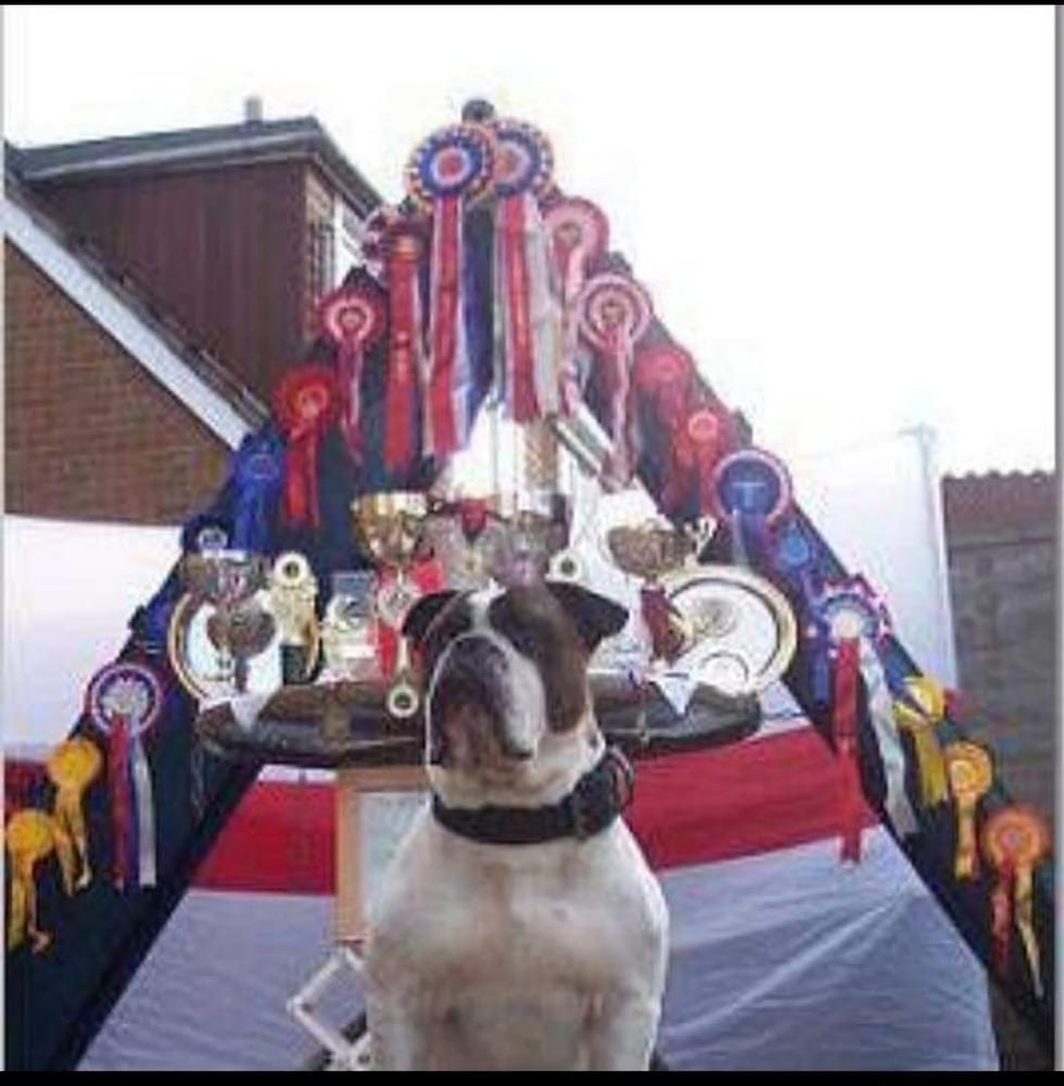 Mastinis' Sir Alf Ramsey