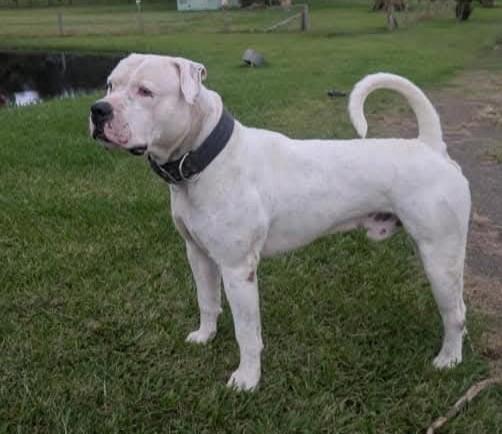 HammerHead American Bulldogs Jasper of P.A.B.A