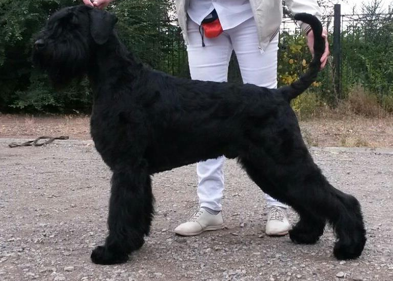 AUSTIN TI DE CETHUZ