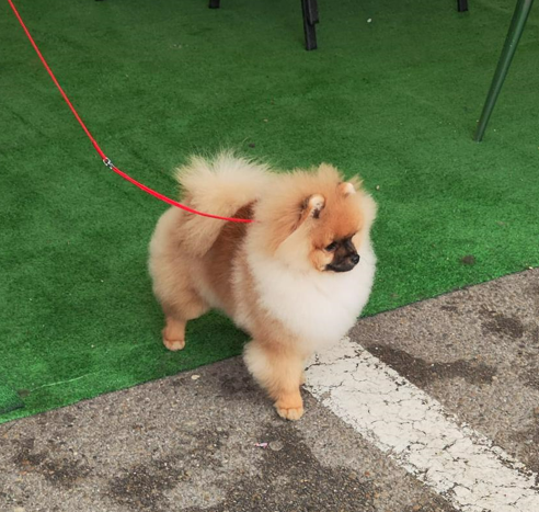 Corado Bella Chow
