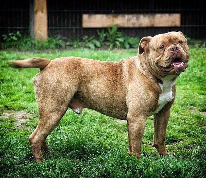 Celticbulls Adair