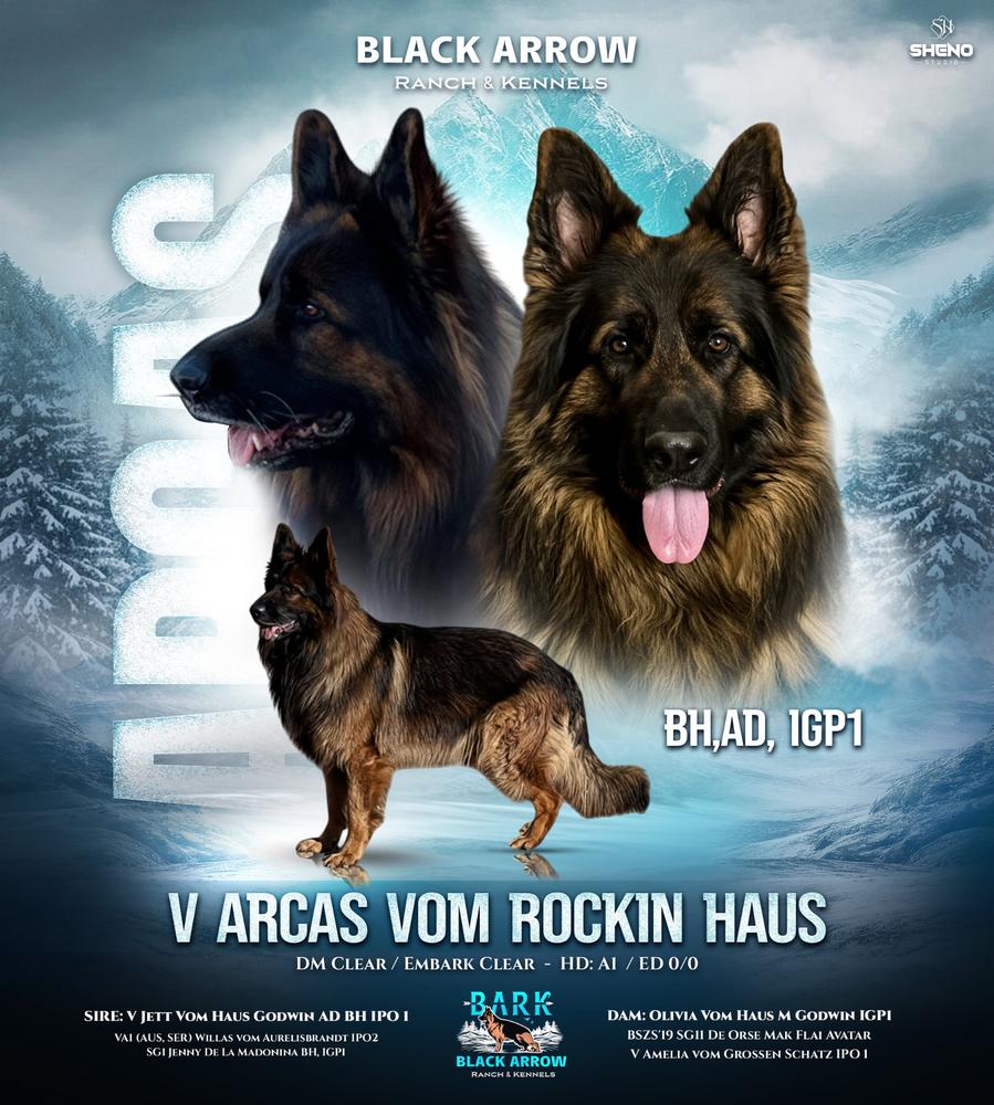 Arcas Vom Rockin Haus