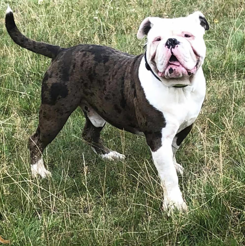 Raw Bullyz Handsome Hewson