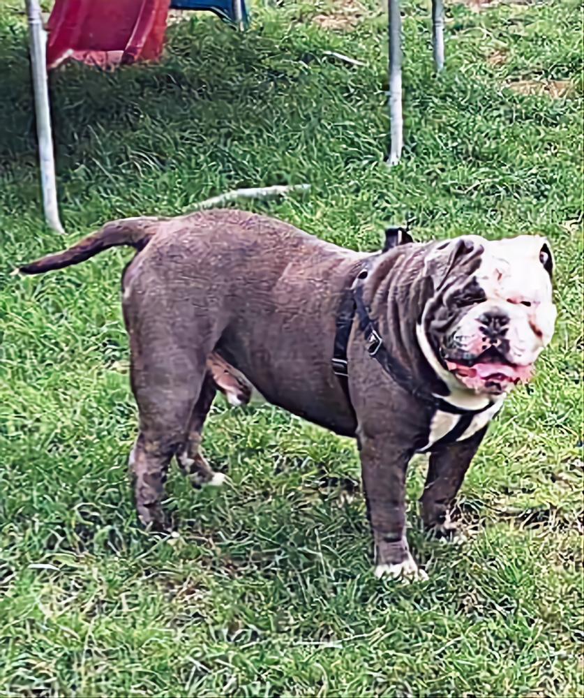 Oldnall Bullyz Titan