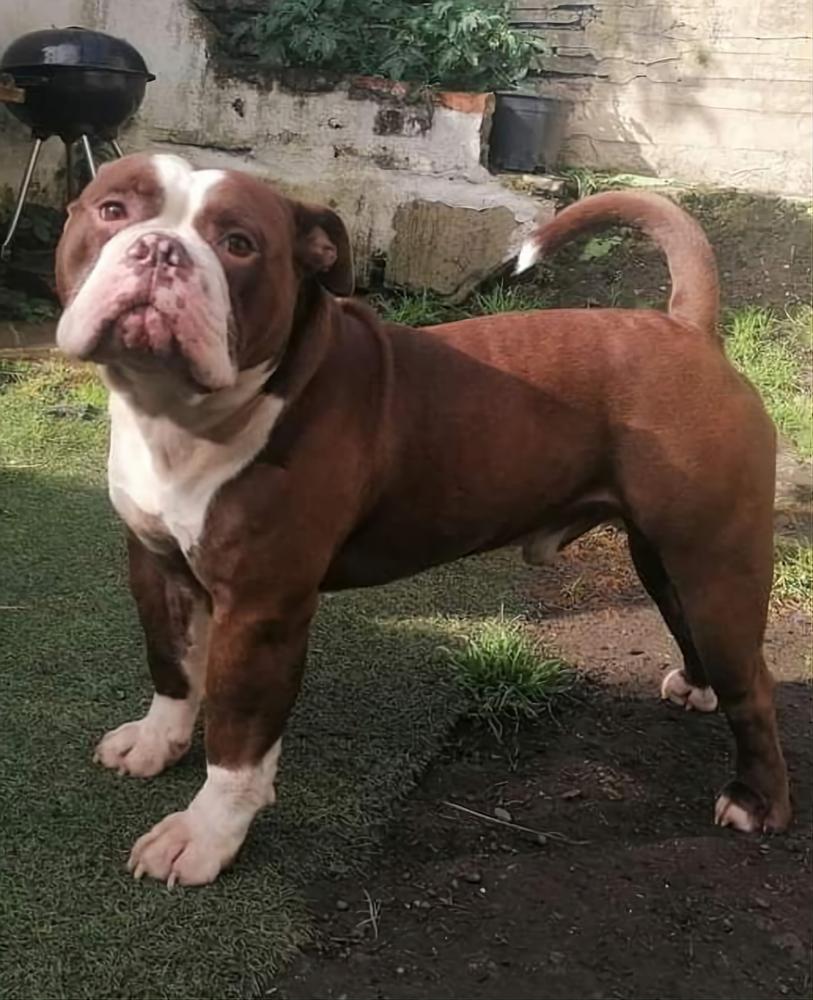 H.U.D Bullyz Alvin