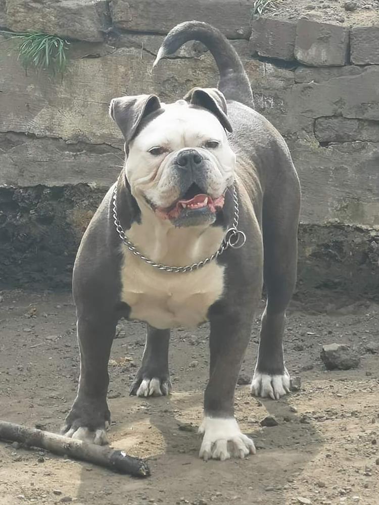 R & J Bullyz Bella @ H.U.D Bullyz