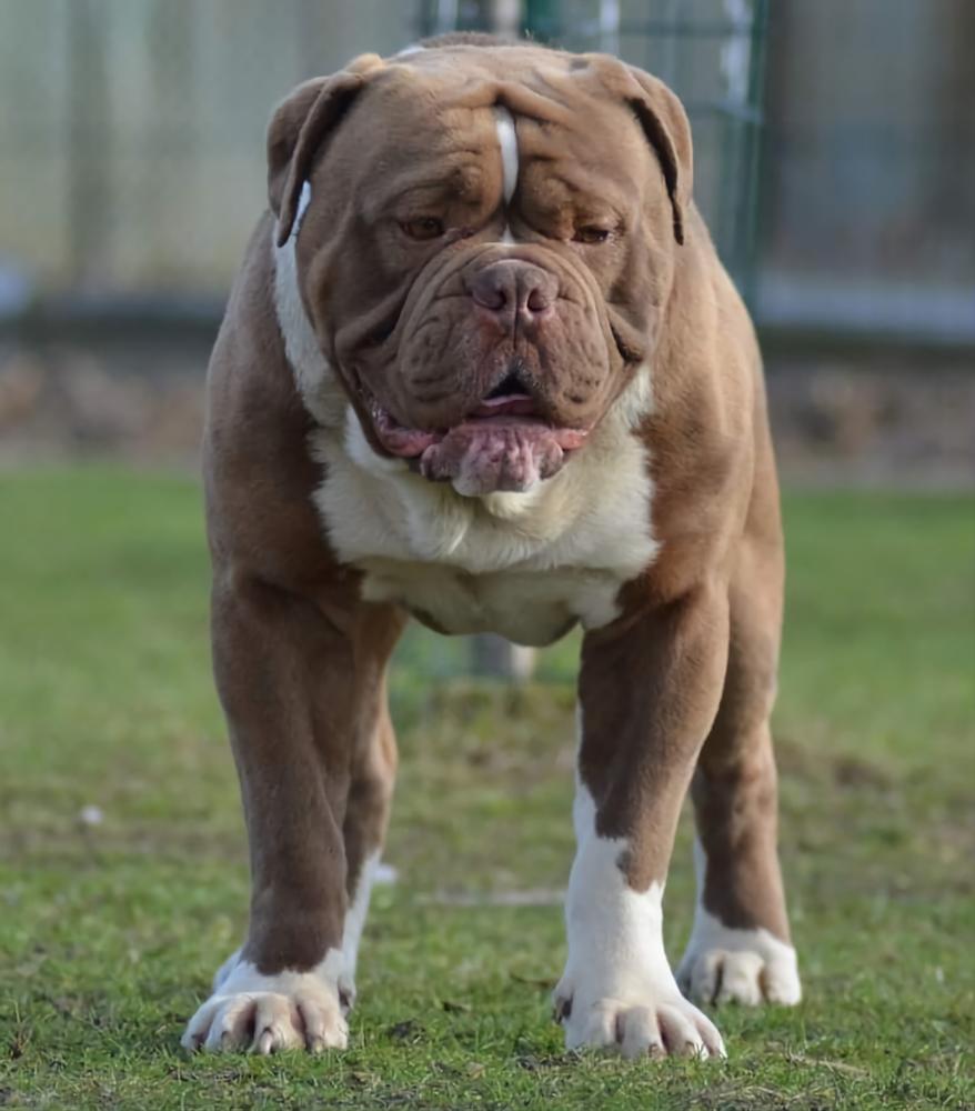Marhoja Bulldogs' Maximus