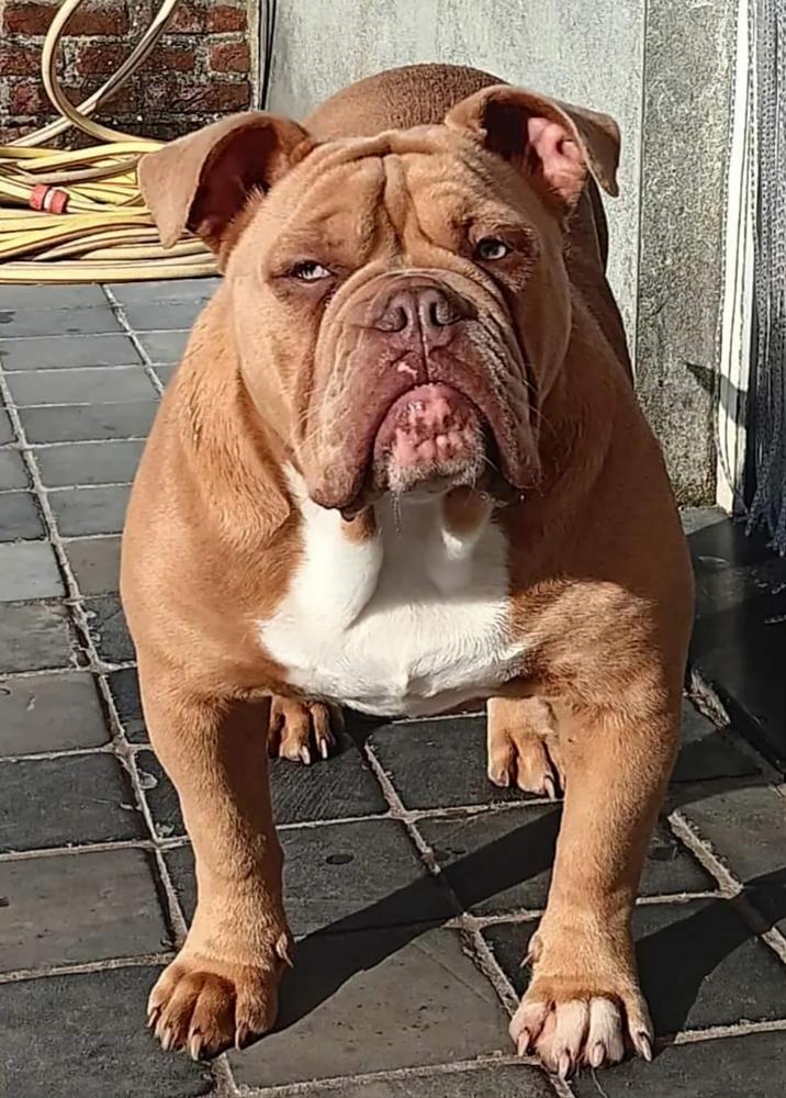Dreamline Bullyz Sky
