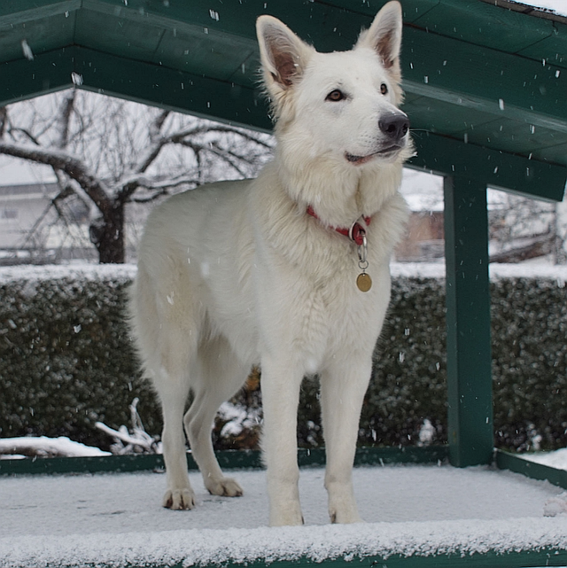 Xara - Sunny of white Valley