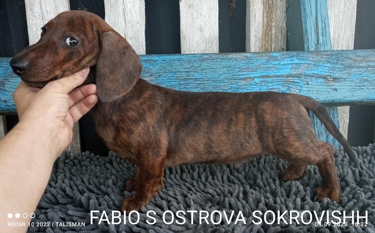 FABIO S OSTROVA SOKROVISHH