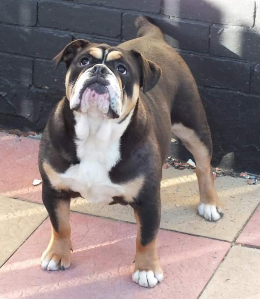 NBBZ Roxy