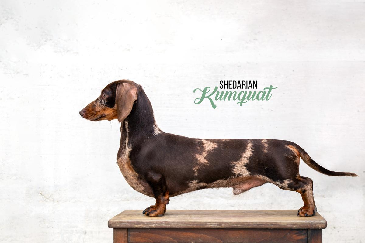 Shedarian Kumquat