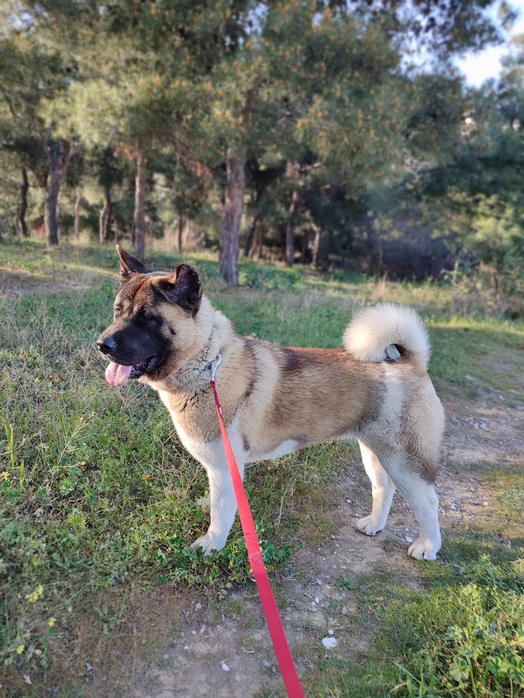 Sampson Force Lion Kiara