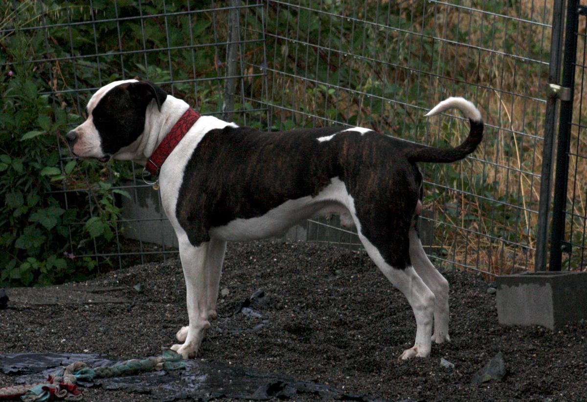 Ferocia’s Magnus Potestas