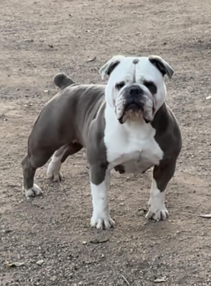 DoggePound’s Cleopatra