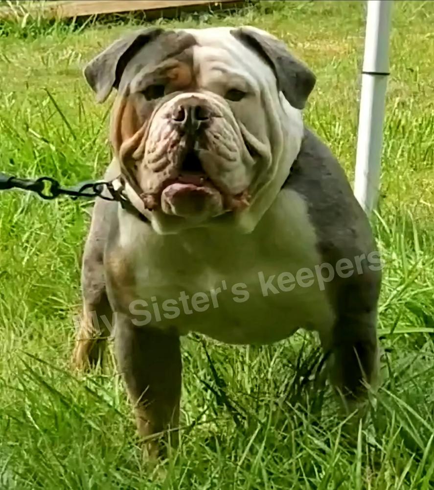 My Sisters Keepers Apache