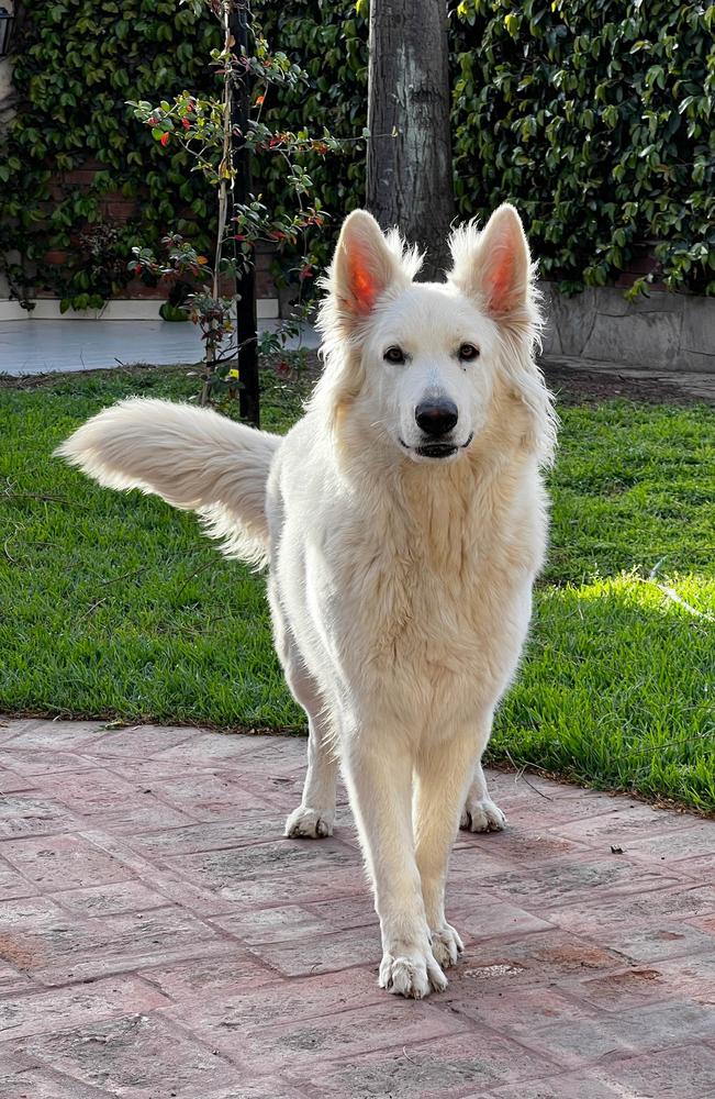 QUANTUM LEAP Mountain Wolves