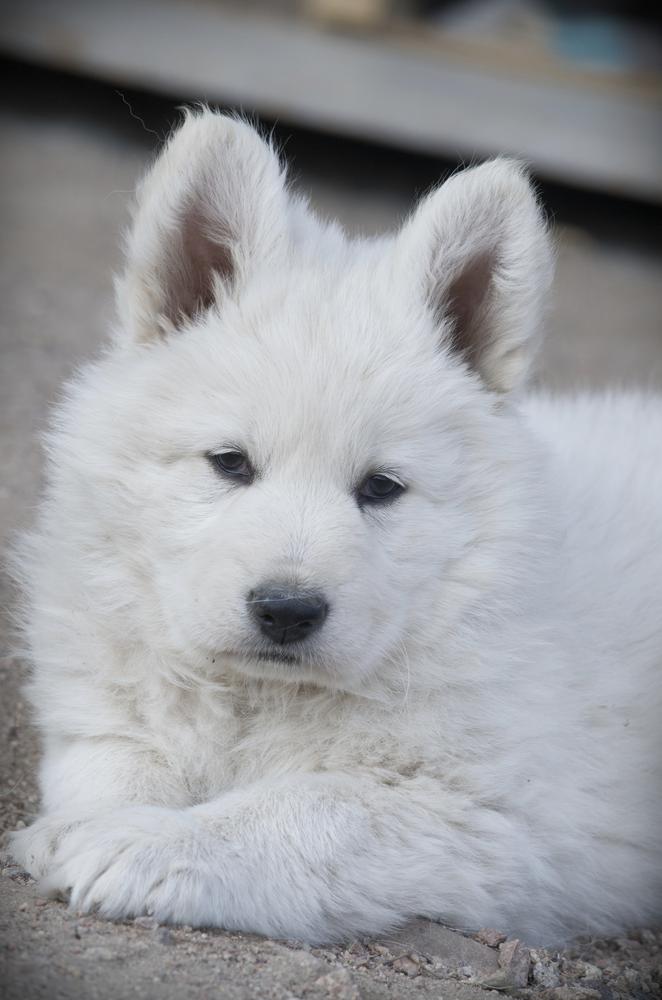 TOBIRAMA SENJU Mountain Wolves